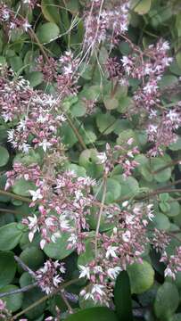 Image of Cape Province pygmyweed