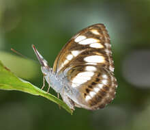 Image of Athyma rufula