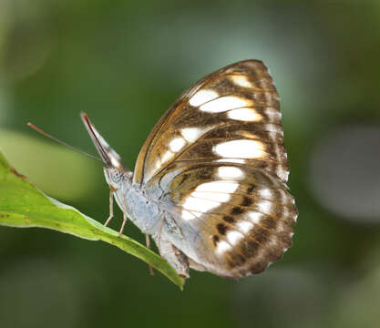 Imagem de Athyma rufula