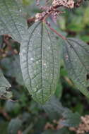 Image of Pilea funkikensis Hayata