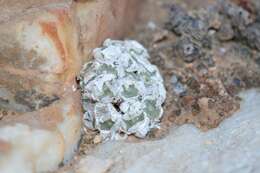 Image of Conophytum bolusiae subsp. bolusiae