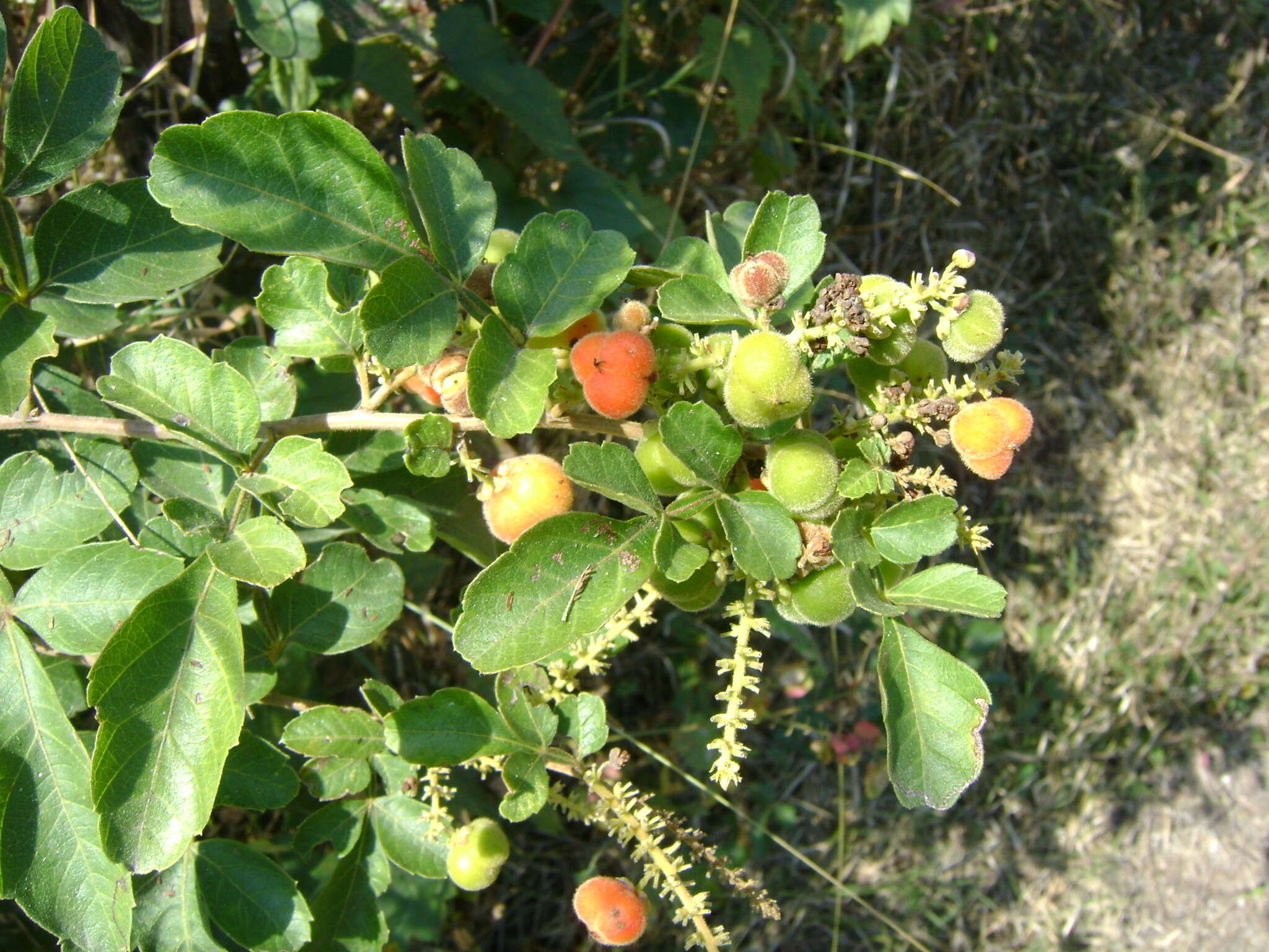 Image of Paullinia costata Schltdl. & Cham.