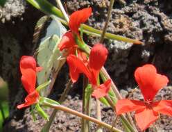 Image of Pelargonium tongaense P. Vorster