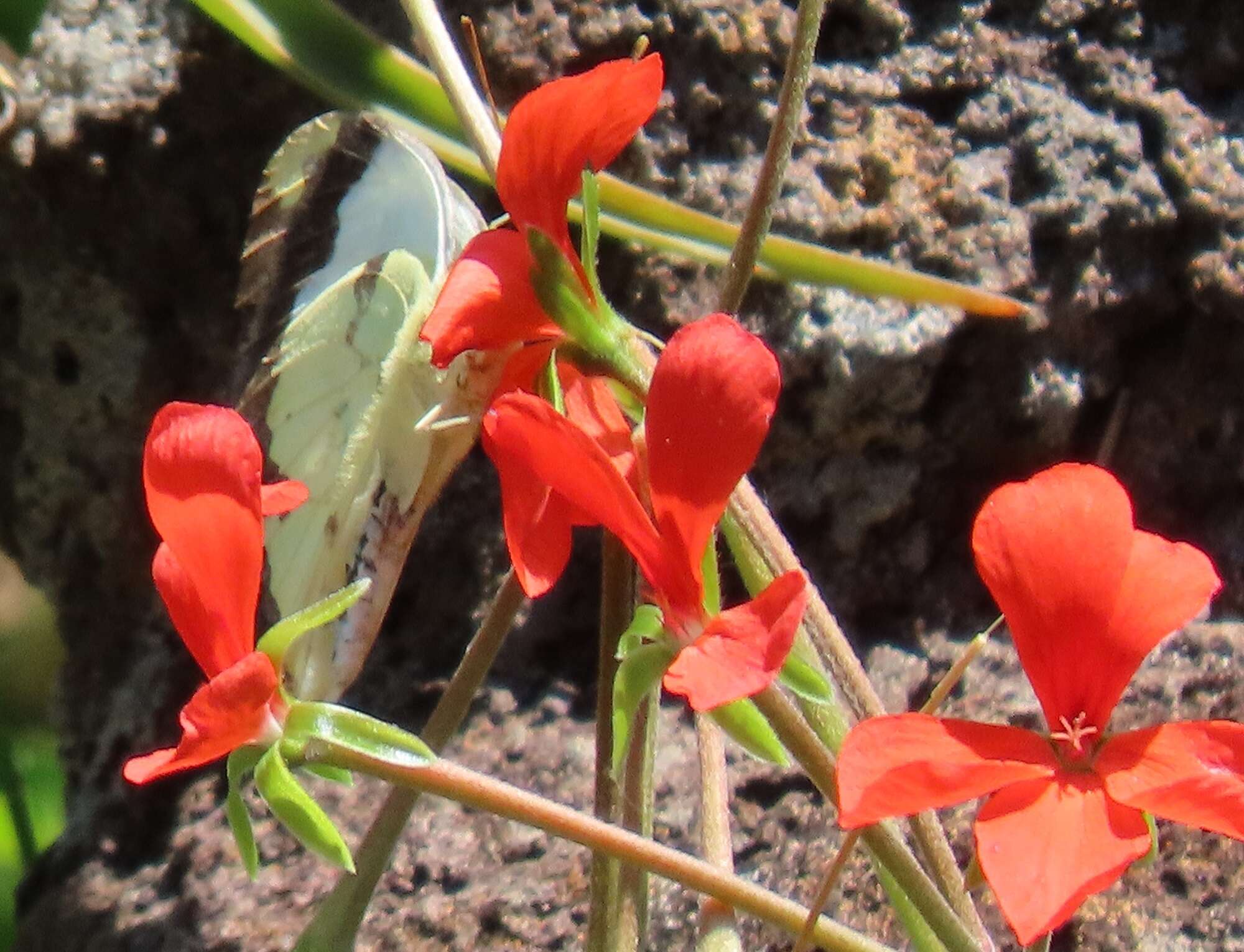 Image of Pelargonium tongaense P. Vorster