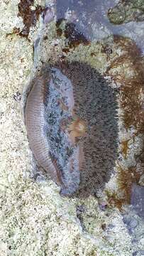 Image of Atlantic carpet anemone