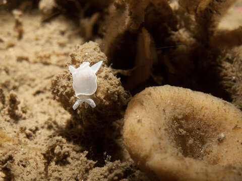 Imagem de Colpodaspis pusilla M. Sars 1870