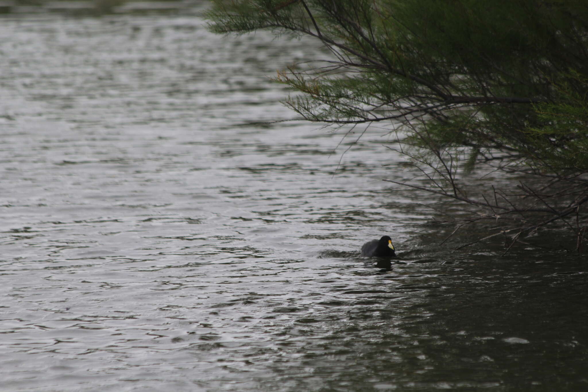 Image of White-winged Coot
