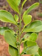 Image of Olax antsiranensis Z. S. Rogers, Malecot & Sikes