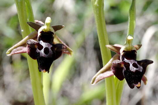 صورة <i>Ophrys aghemanii</i>