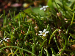 Image of Welsh mudwort