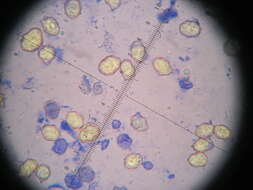 Image of Entoloma plebejum (Kalchbr.) Noordel. 1985