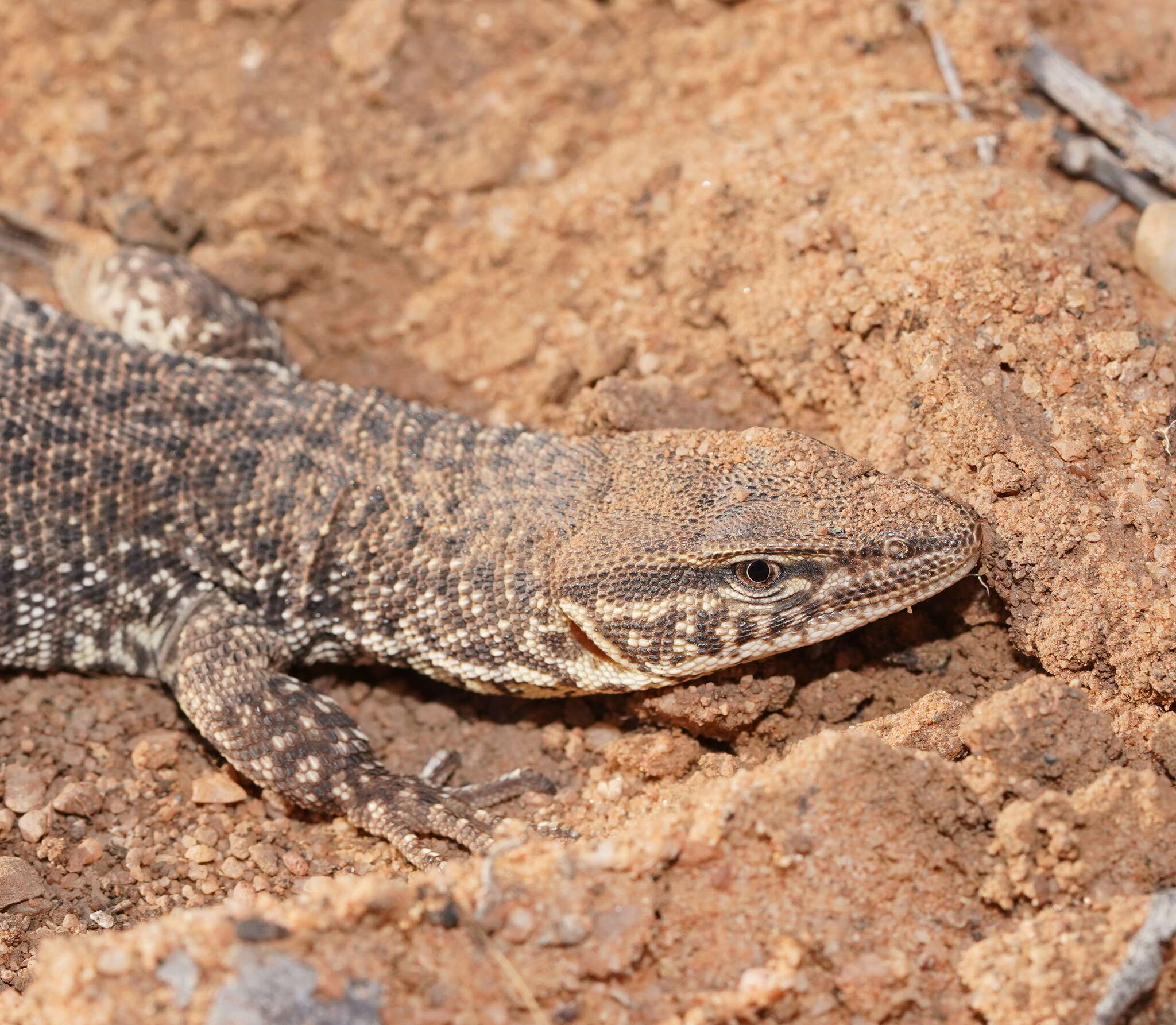 Imagem de Varanus storri Mertens 1966