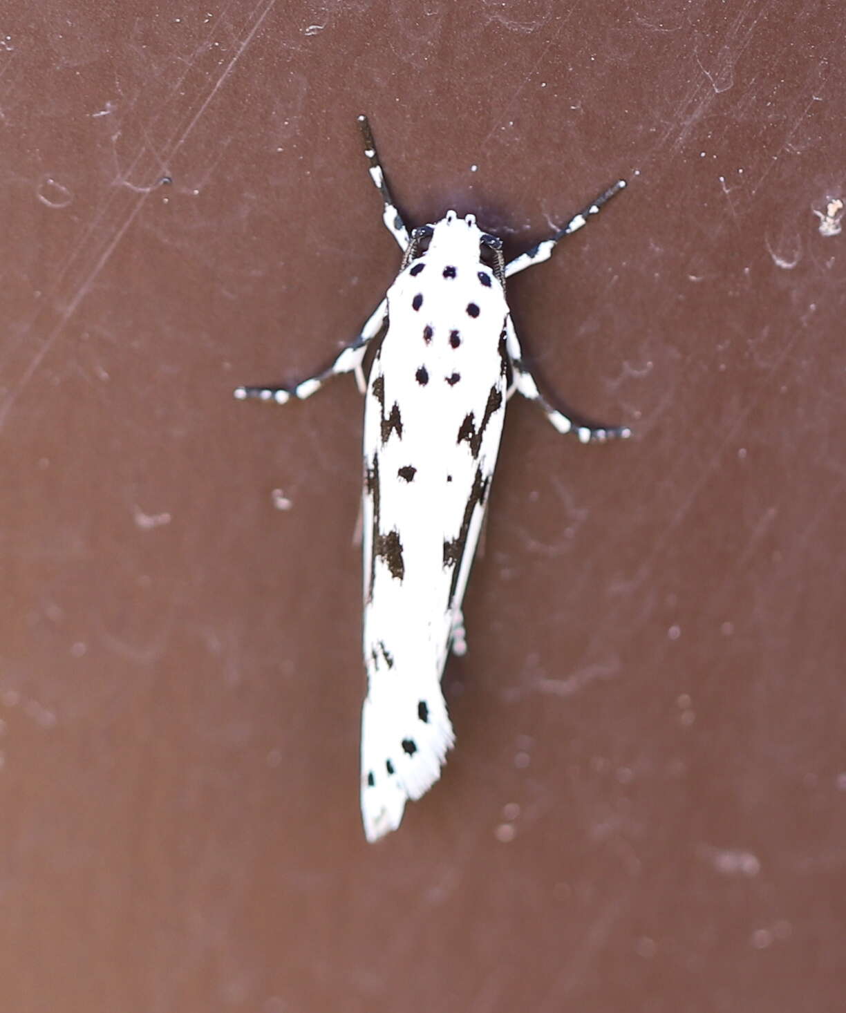 Image de Ethmia candidella Alphéraky 1908