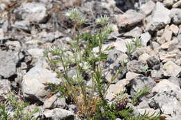 Image of Minuartia glomerata (M. Bieb.) Degen