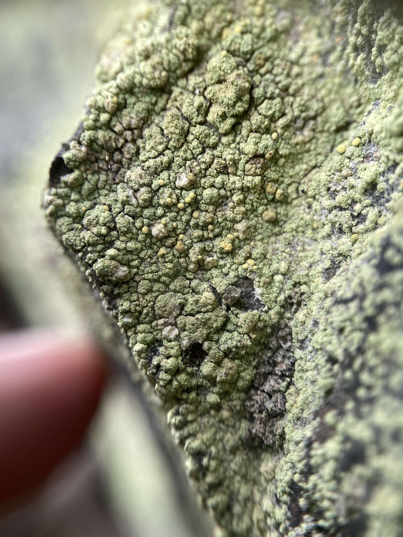 Image of Sulphur dust lichen