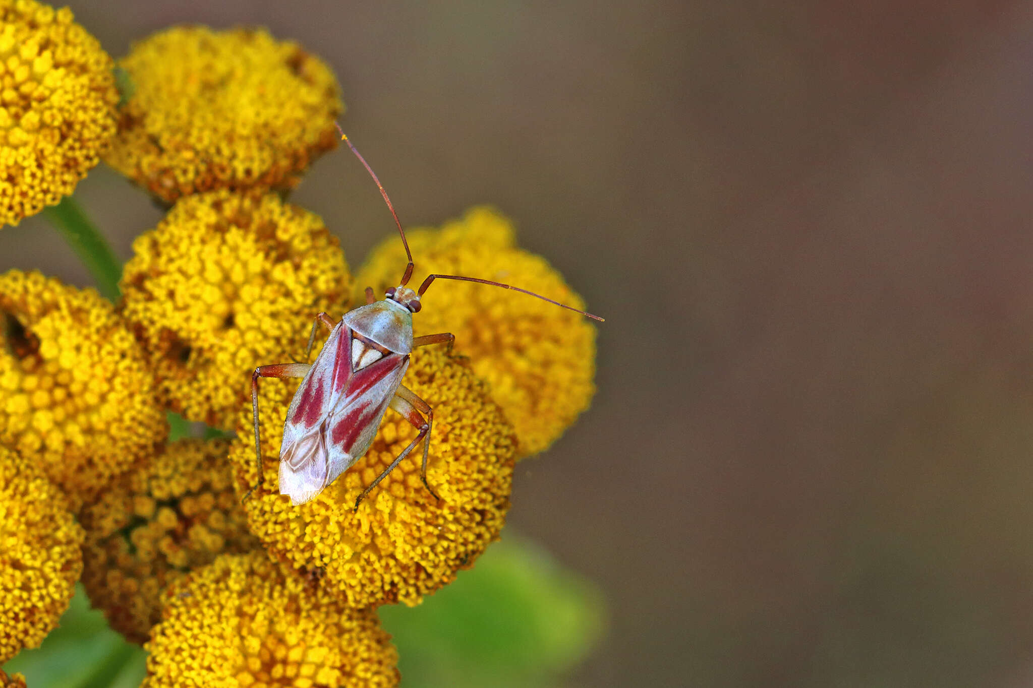 Image de Calocoris roseomaculatus (De Geer 1773)