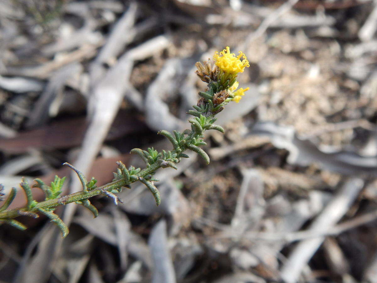 Imagem de Marasmodes fasciculata S. Ortiz