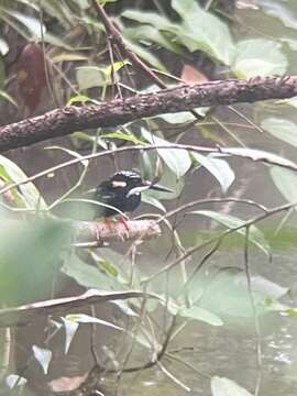 Image of Northern Silvery Kingfisher