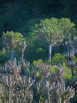 Imagem de Euphorbia triangularis Desf. ex A. Berger