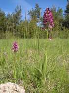 Image de Orchis hybrida (Lindl.) Boenn. ex Rchb.