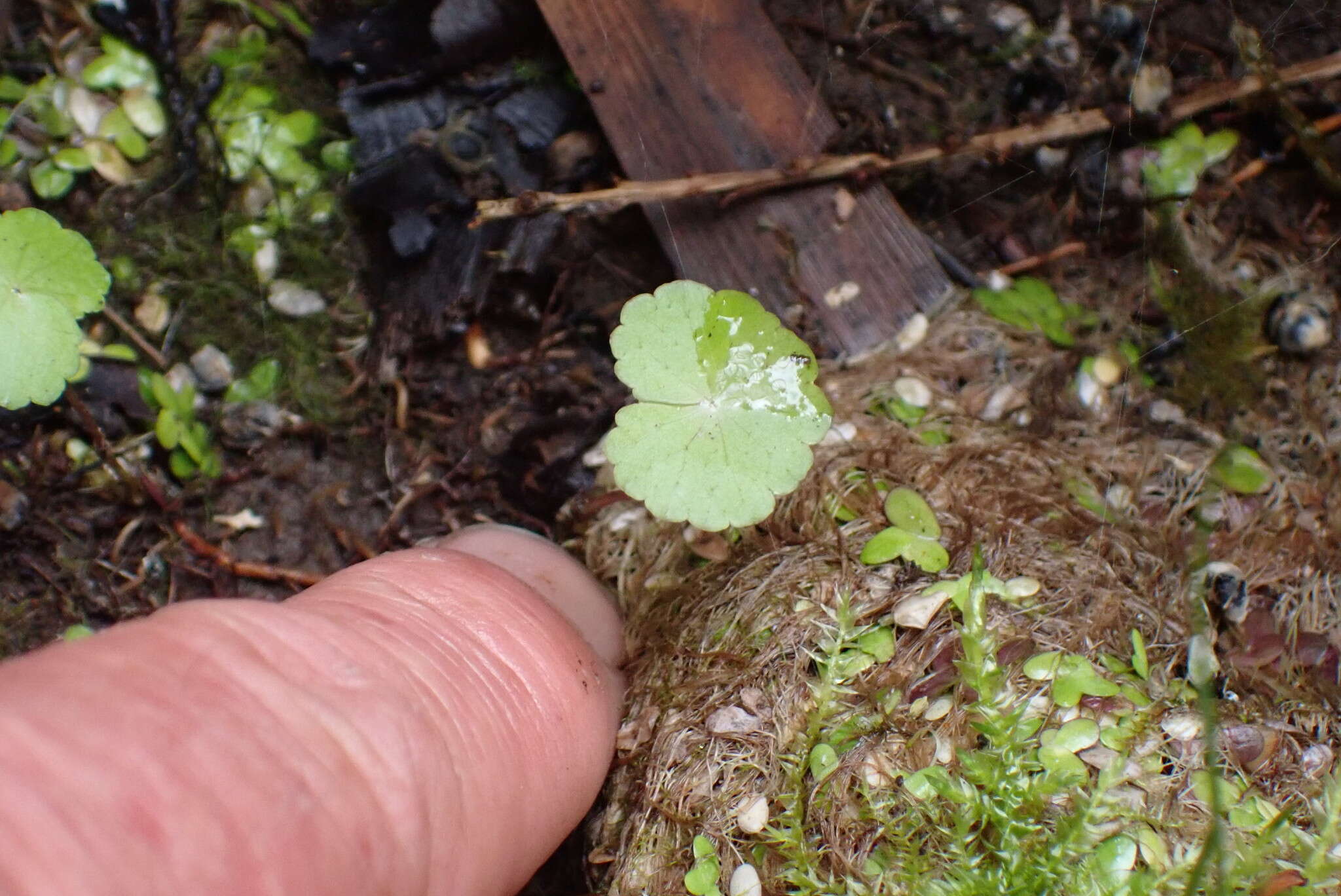 Imagem de Hydrocotyle leucocephala Cham. & Schltdl.