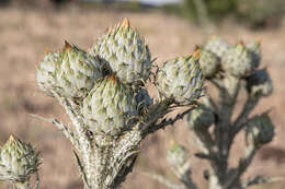 Image of Onopordum illyricum subsp. illyricum