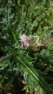 Слика од Cirsium verutum (D. Don) Spreng.