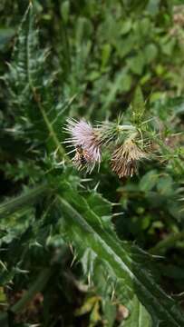 Image of Cirsium verutum (D. Don) Spreng.