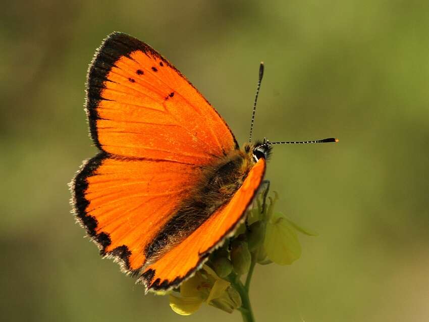 Image of <i>Lycaena ottomana</i>