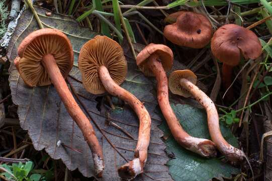 Image of Cortinarius uliginosus Berk. 1860