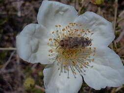 Image de Acmaeodera tuta Horn 1878