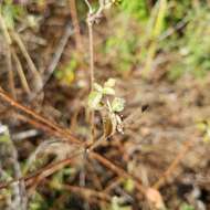 Image of sand croton