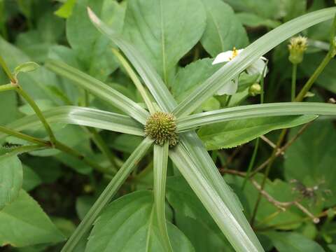 Image of Aromatic Kyllinga