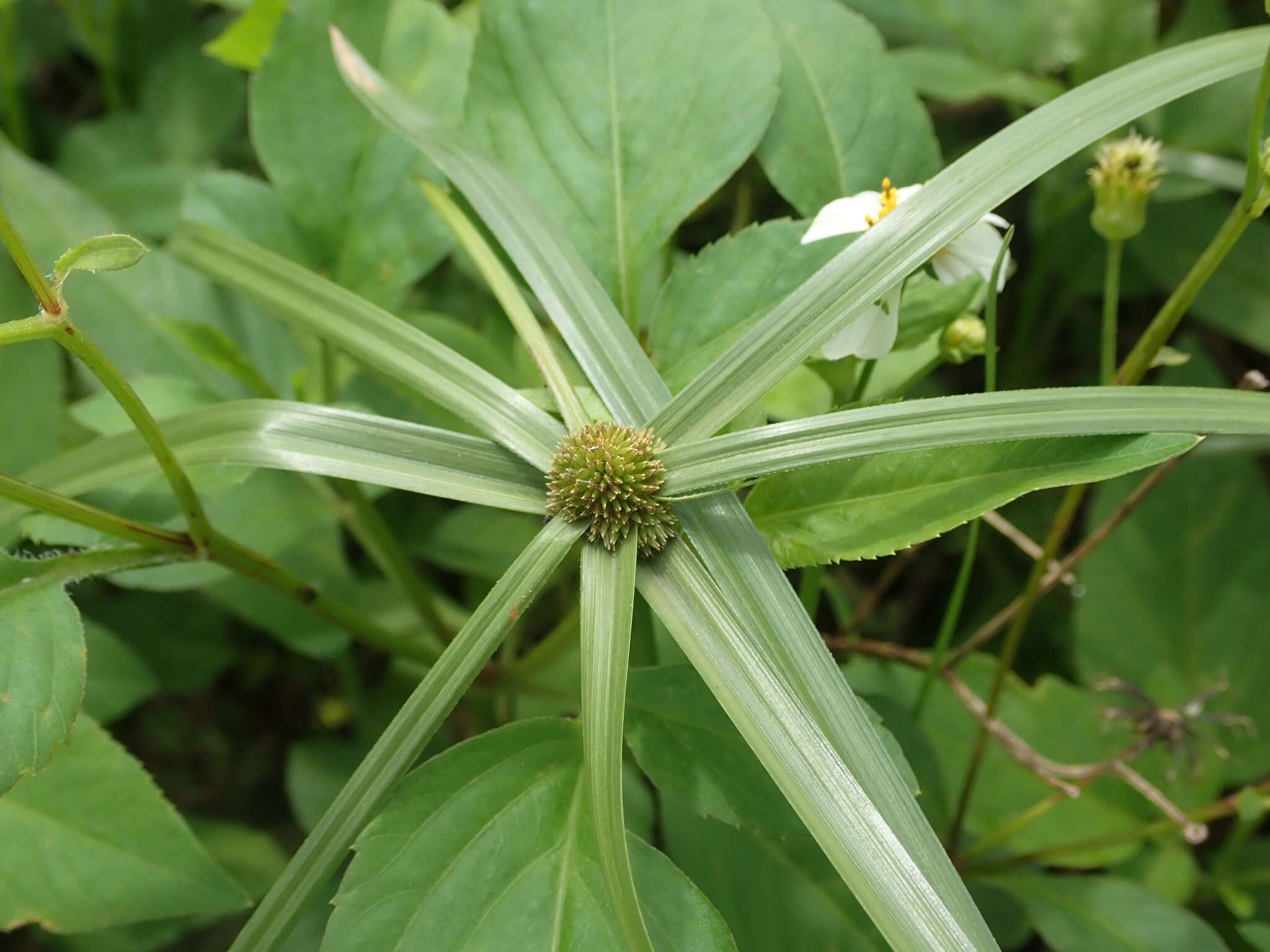 Image of Cyperus aromaticus (Ridl.) Mattf. & Kük.