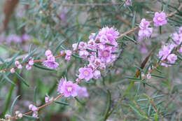 صورة Hypocalymma robustum (Endl.) Lindl.