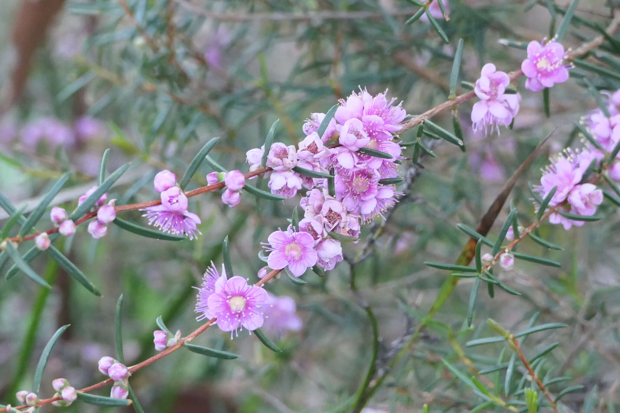 Hypocalymma robustum (Endl.) Lindl. resmi