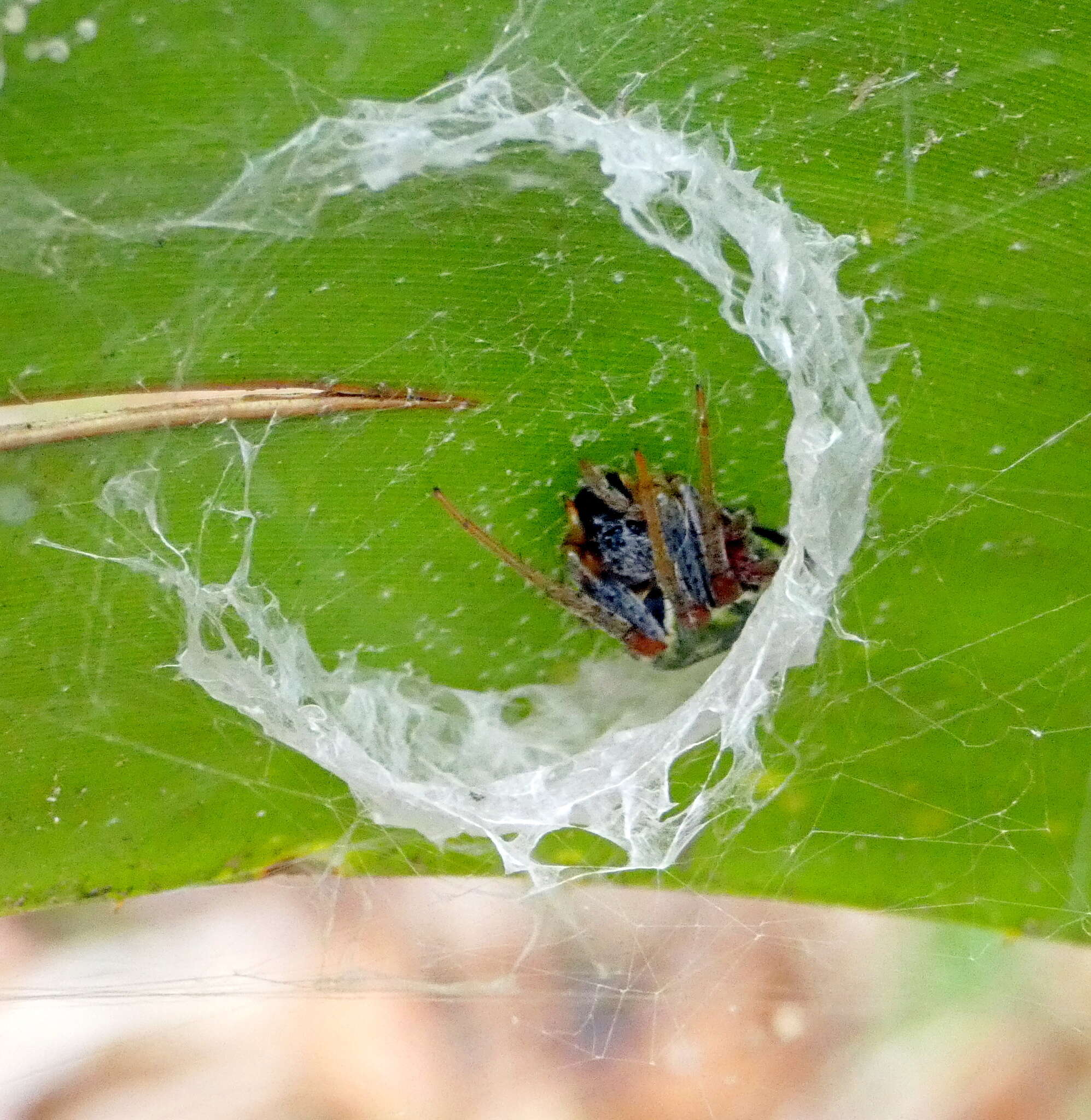 Araneus horizonte Levi 1991 resmi