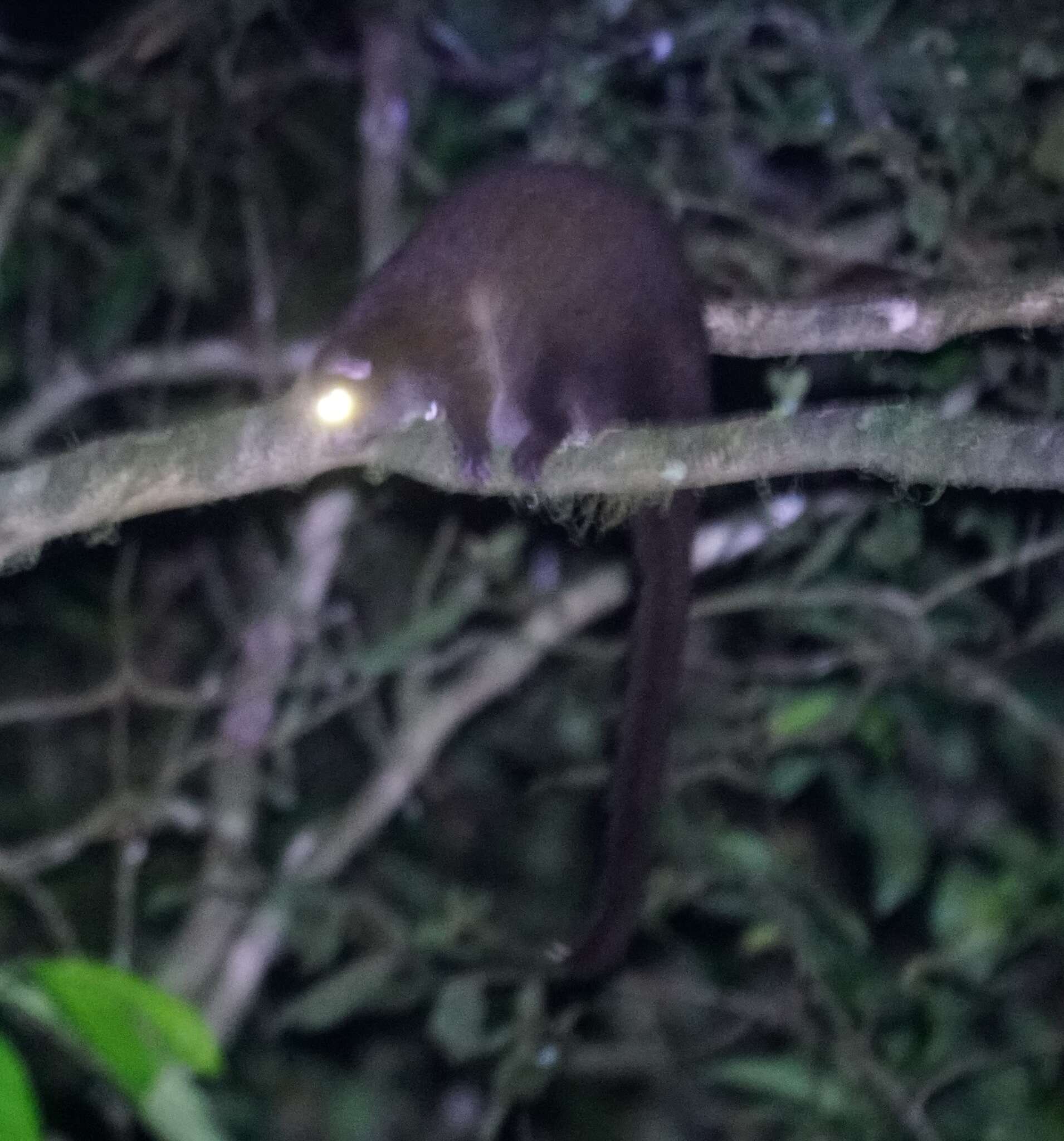 Image of Lemur-like Ringtail