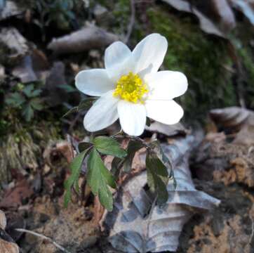 Image of European thimbleweed