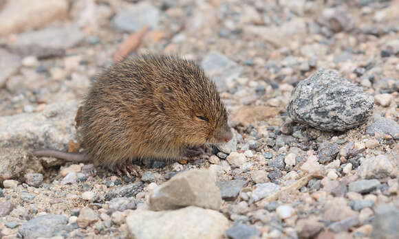 Image of red hocicudo