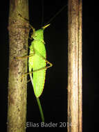 Image of Rhinoceros Katydid