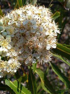 Imagem de Vauquelinia corymbosa Correa ex Humb. & Bonpl.