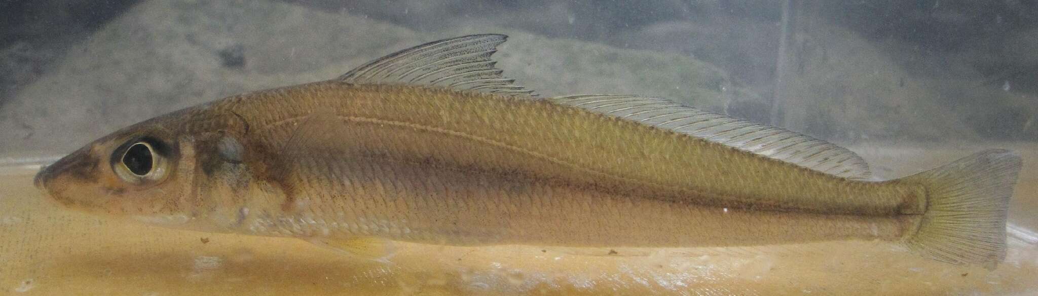 Image of Asian whiting