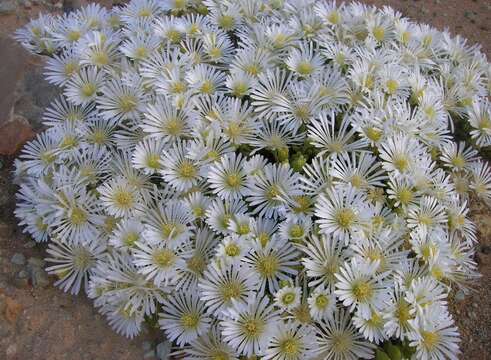 Imagem de Drosanthemum framesii L. Bol.