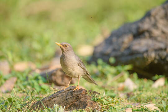 Image of Tickell's Thrush