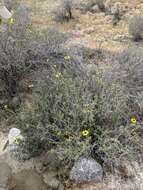 Sivun Encelia asperifolia (S. F. Blake) C. Clark & D. W. Kyhos kuva