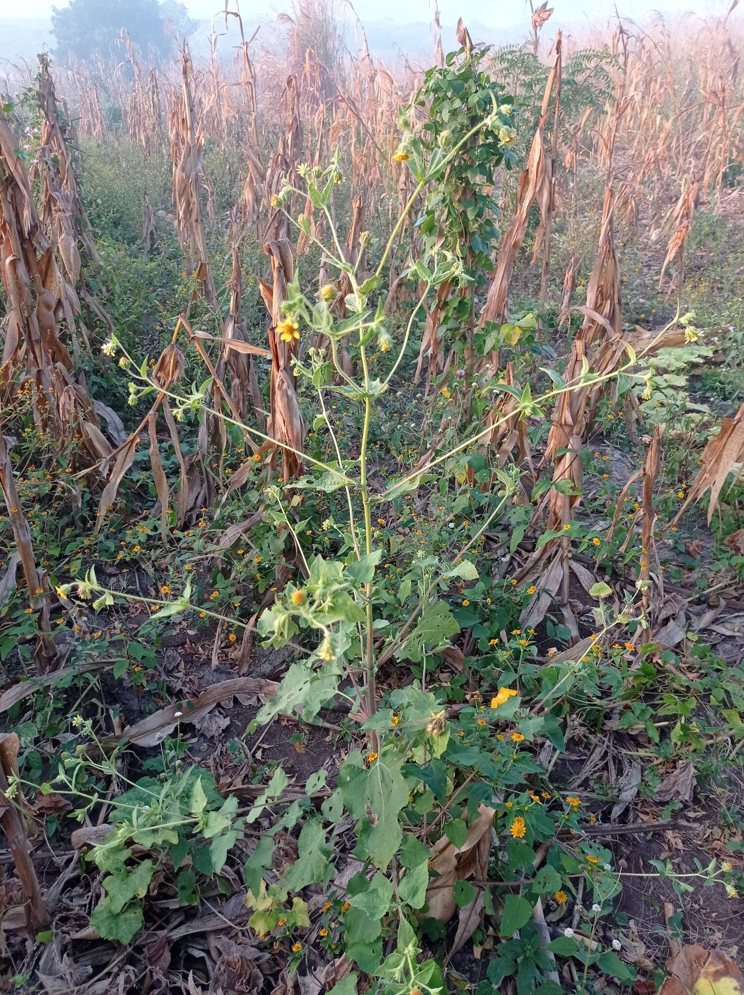 Plancia ëd Simsia foetida (Cav.) Blake