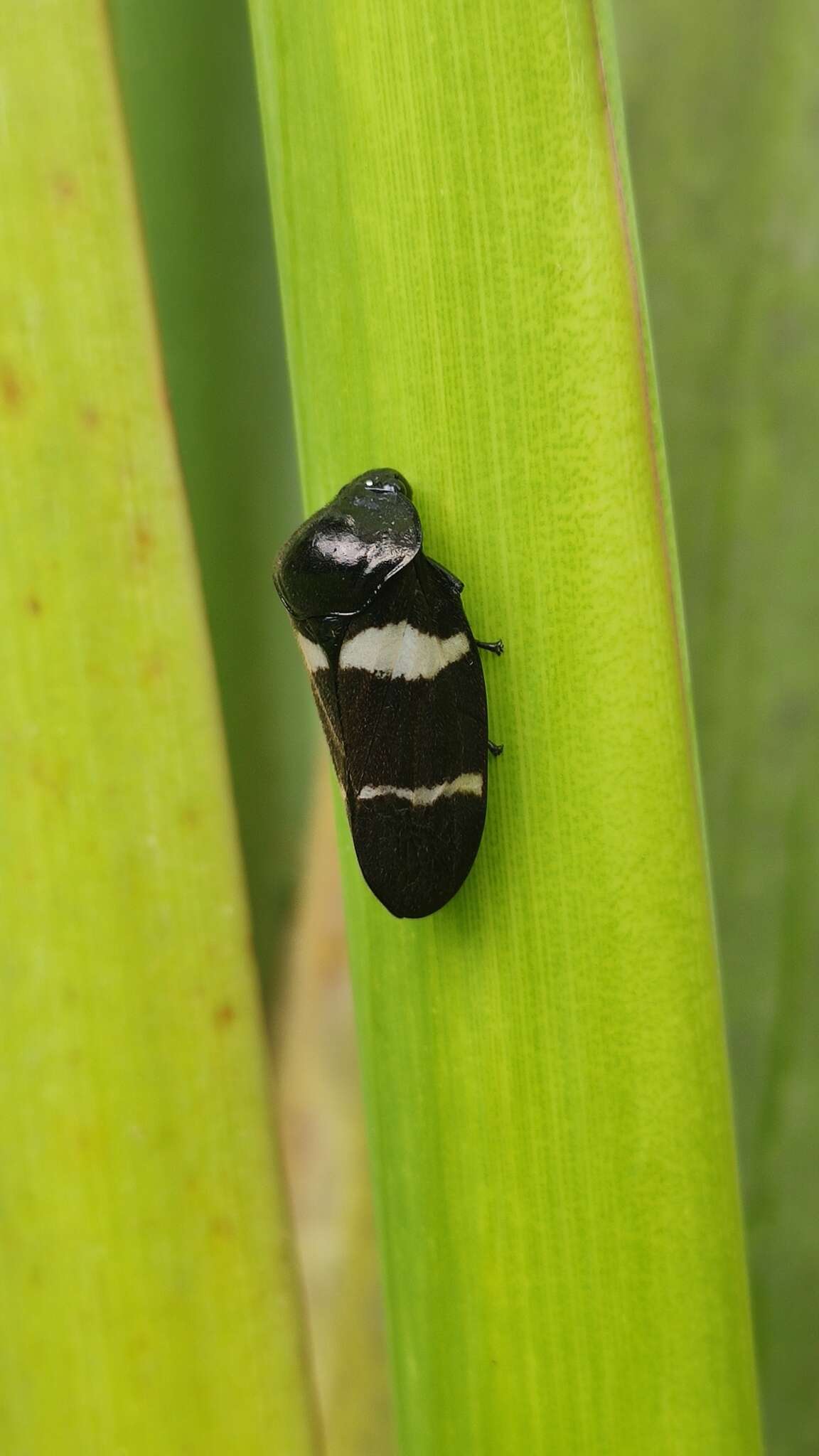 Image of Ectemnonotum bivittatum (Le Peletier de Saint-Fargeau & Serville 1825)