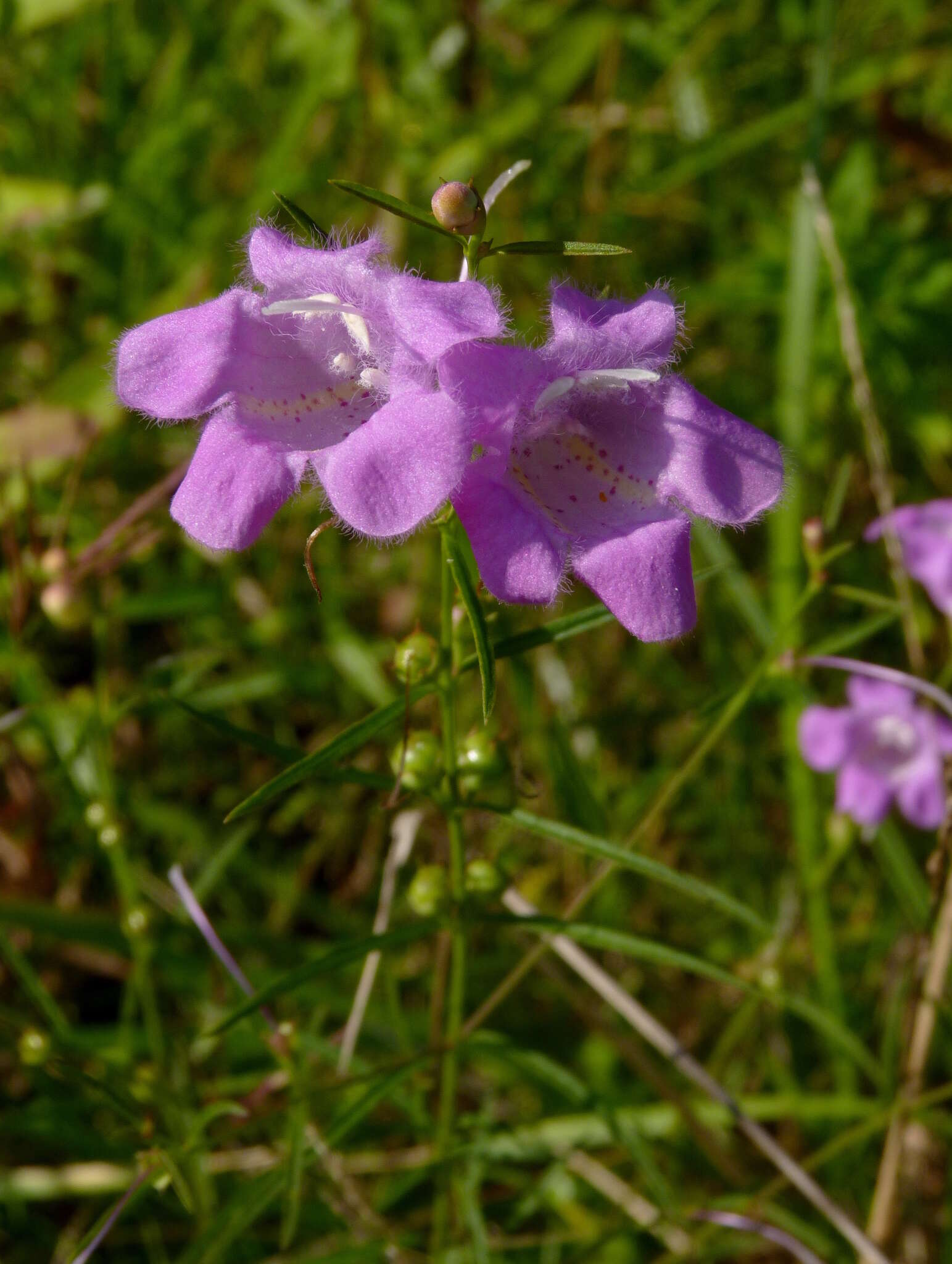 Image of purple false foxglove