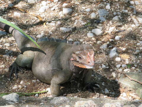 Image of Hispaniolan rhinoceros iguana